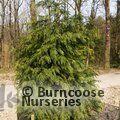 CHAMAECYPARIS lawsoniana  