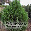 CHAMAECYPARIS lawsoniana 'Erecta Viridis' 