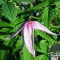 CLEMATIS alpina 'Willy' 
