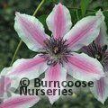 CLEMATIS 'Carnaby'  