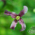 CLEMATIS integrifolia 'Pangbourne Pink' 