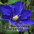 CLEMATIS 'Lilacina'  