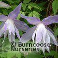 CLEMATIS macropetala  