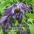 CLEMATIS macropetala 'Jan Lindmark' 