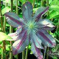 CLEMATIS 'Walter Pennell'  