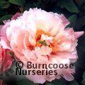 PAEONIA suffruticosa 'Colourful Butterfly' 