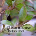 COPROSMA 'Black Cloud'  