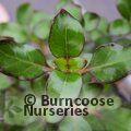 COPROSMA 'Karo Red'  