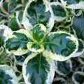 COPROSMA repens 'Marble Queen' 