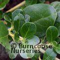 COPROSMA repens  