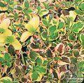 COPROSMA repens 'Painters Palette' 