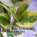 COPROSMA repens 'Taupata Gold' 