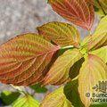 CORNUS alternifolia  