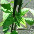 CORNUS walteri  