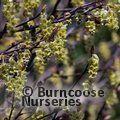 CORYLOPSIS willmottiae  