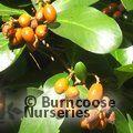 CORYNOCARPUS laevigatus  