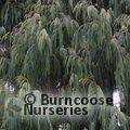 CUPRESSUS cashmeriana  