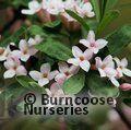 DAPHNE burkwoodii 'Somerset' 