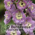 DELPHINIUM 'Pink River'  