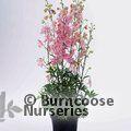 Delphinium ‘Princess Caroline’