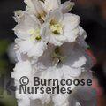 DELPHINIUM 'White River'  