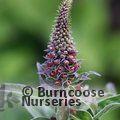 DIGITALIS parviflora 'Milk Chocolate'  