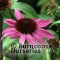 Echinacea ‘After Midnight’
            
