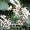 EHRETIA dicksonii  