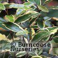ELAEAGNUS pungens 'Variegata' 