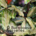 ELAEAGNUS pungens 'Frederici' 