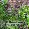 EPIMEDIUM x youngianum 'Roseum' 