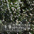HEATHERS Erica arborea  