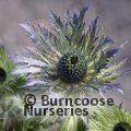 ERYNGIUM alpinum  