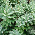 EUPHORBIA 'Portugese Velvet'  