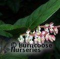 GAULTHERIA shallon  