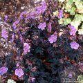 GERANIUM pratense 'Midnight Reiter' 
