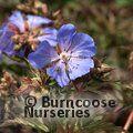 GERANIUM 'New Dimension'  