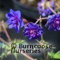 GERANIUM pratense 'Plenum Caeruleum' 