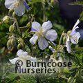 GERANIUM pratense 'Striatum' 'Splish Splash'