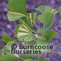 GINKGO biloba 'Variegata' 