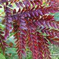 GLEDITSIA triacanthos 'Rubylace' 