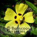 HALIMIUM ocymoides  