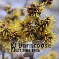 HAMAMELIS x brevipetala  