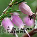 HEATHERS Erica erigena  