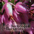 HEATHERS Erica x darleyensis  