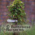 HEDERA helix  
