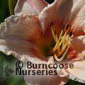 HEMEROCALLIS 'Cherry Valentine'  