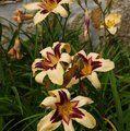 Hemerocallis 'Man on Fire'