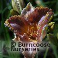 HEMEROCALLIS 'Space Coast Starburst'  