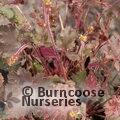 HEUCHERA 'Ebony and Ivory'  
